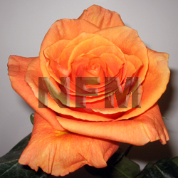 roses orange papya